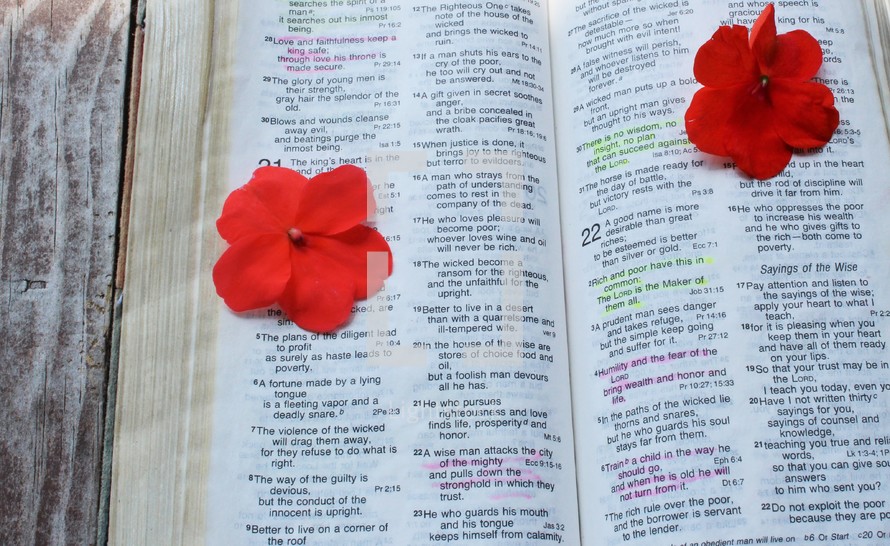red flowers on the pages of a Bible 