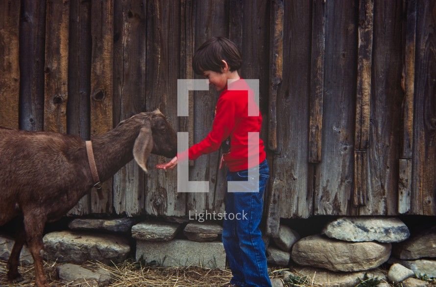 boy feeding a goat 