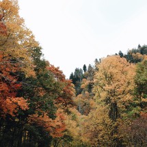 colorful fall trees in a forest 