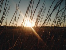 tall grasses and a sunburst 