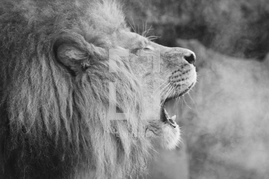 roaring lion 