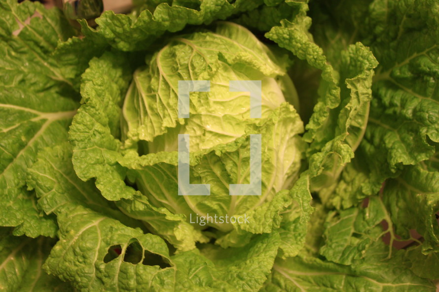 head of lettuce 
