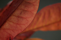 closeup of red fall leaves 