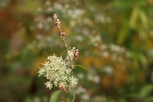 wildflower outdoors 