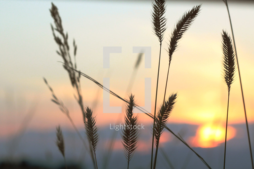 wheat grains at sunset 