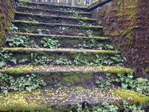 ivy growing on outdoor steps 