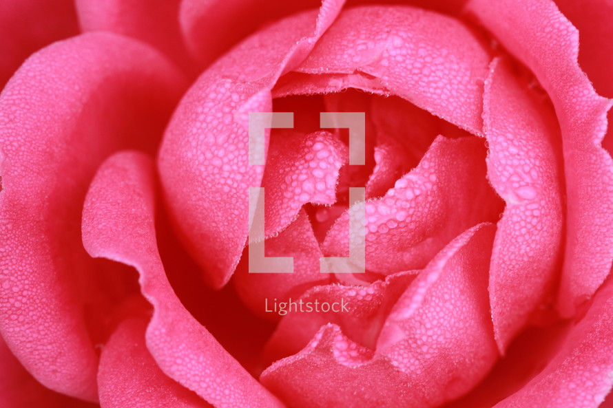 Close up of pink rose blossom.