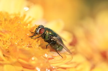 Fly drinking flower nectar.