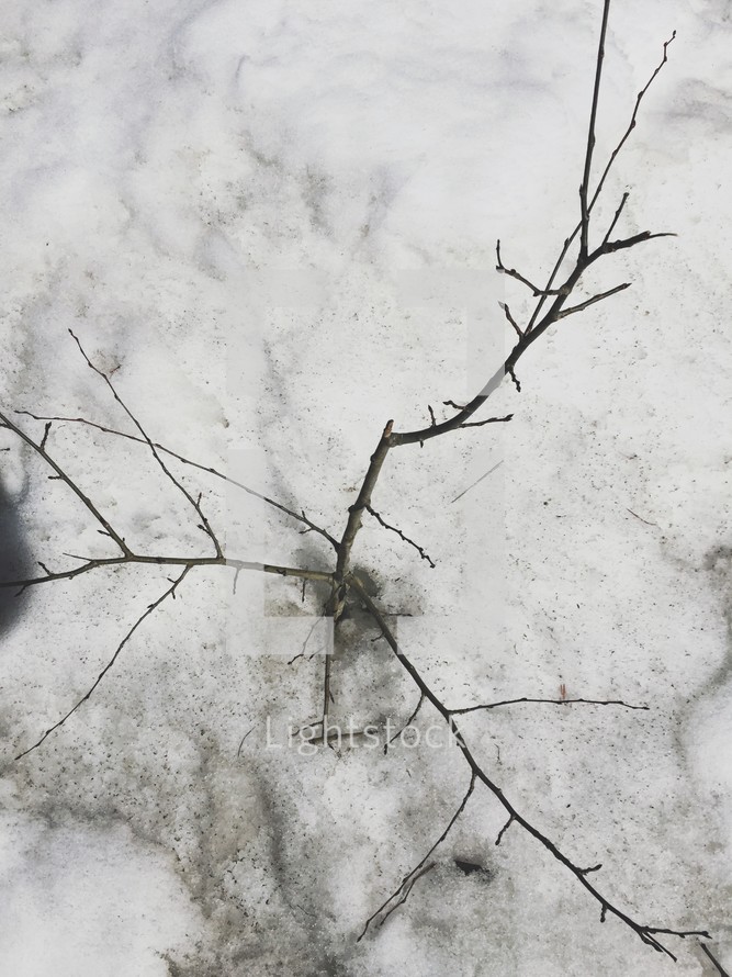 A bare tree branch in the snow.