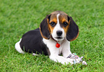 beagle puppy lying in grass