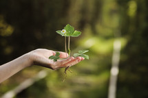 Ecology, protection of natural environment, earth day concept. Growing plant in human hands over green background.