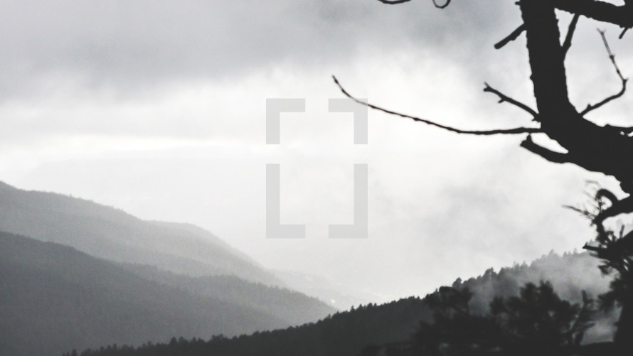 tree branch and fog over mountain 