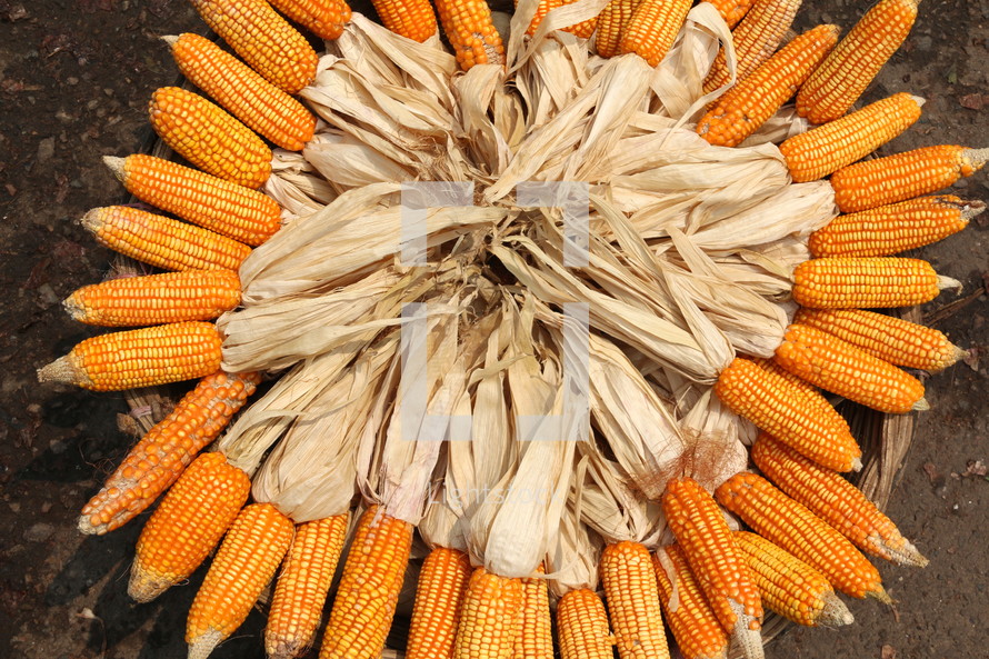 Basket of dried corn or maize with peeled back husk