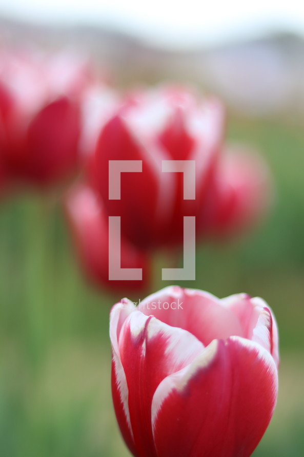red and white tulips 