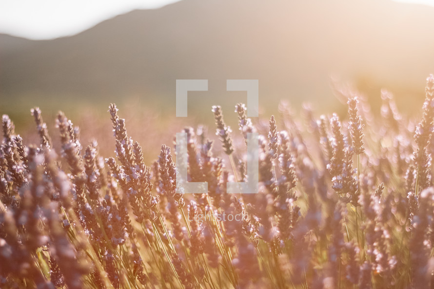 Lavender field in France