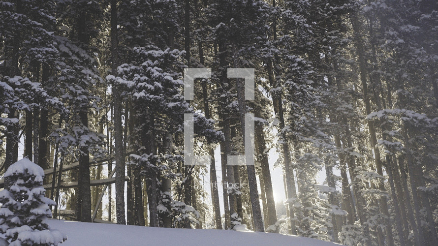 sunlight shining through a winter forest 