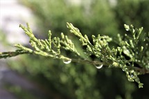 wet spruce 