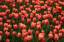 Fields on which bloom pink tulips. Tulip field. Field with pink tulips. Bouquet of flowers, pink background