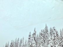 snow covered tree tops 