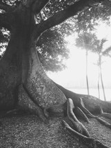 roots of a tree on a beach and palm trees 
