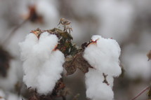 cotton plant closeup 