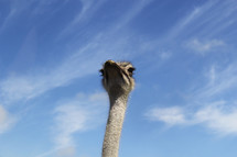 Ostrich head and neck.