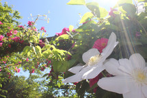 white and pink flowers on a vine 