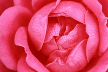 Close up of pink rose blossom.