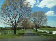 tree lined country road 