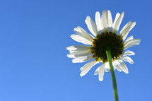 white daisy and blue sky 