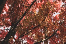 red fall foliage 