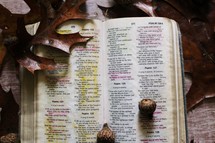 acorns on a Bible 