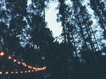 string of lights hanging in a forest 