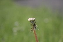 dandelion without petals 