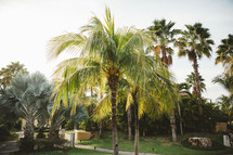 palm tree at a resort 