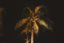 yellow glow on a palm tree 