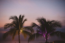 purple and yellow glow on palm trees 