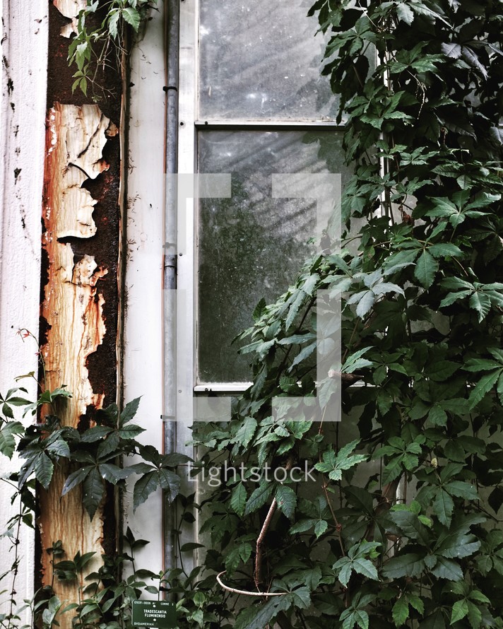 ivy growing over an old window 