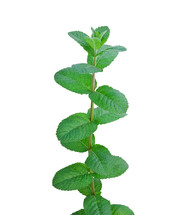 mint plant 