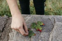 person placing colorful leaves on stone 