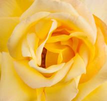 yellow rose center 