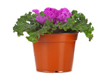 Ornamental Purple Kale or cabbage in flowerpot on white background
