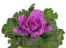 Ornamental Purple Kale or cabbage on white background