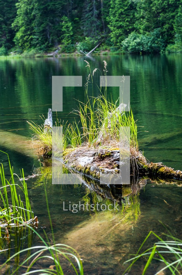 water and a log in a pond 