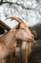 Goat on a farm, close-up of a goat's head, cute farm animals, 