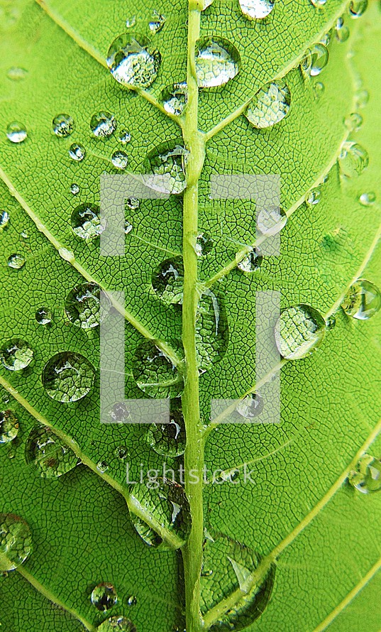 wet leaf 
