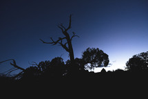 silhouettes of bare trees on a hilltop 