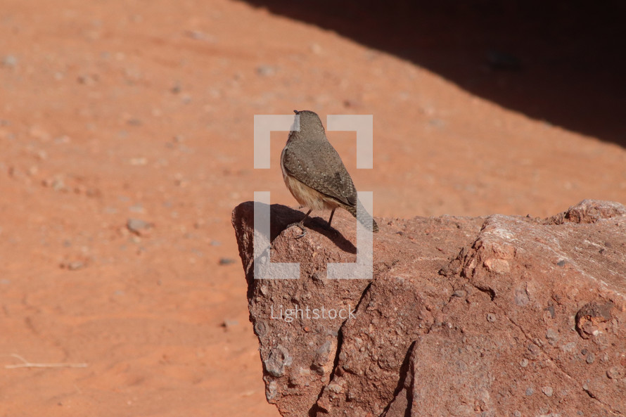 wild bird in the Nevada desert 