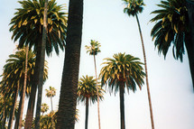 A group of tall palm trees tower in the sky against a sunny sky in a tropical and arid setting. 