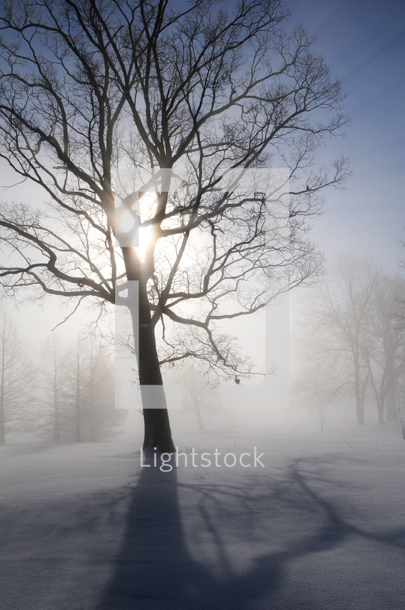 Dormant tree on a winter landscape.